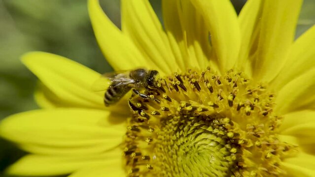 A bee pollinates a yellow sunflower flower.