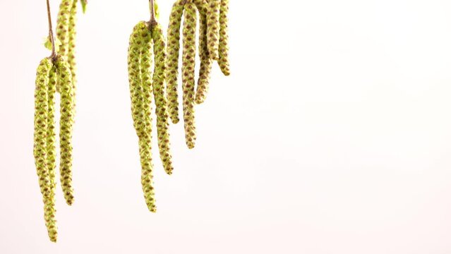 yellow birch tree blossoms isolated on white background, natural texture overlay decoration for pollen allergy concept in spring with copy space