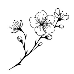 border of sakura flower, in simple line art cartoon outline vector illustration, isolated on transparent background