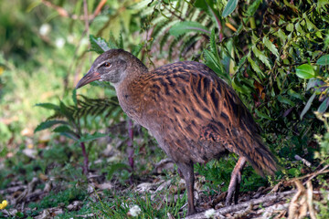 A weka (Gallirallus australis), also known as a Maori hen, or woodhen, is a flightless bird endemic to New Zealand. This one near Lake Mahinapua, in Westland.