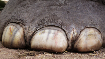Obraz premium Closeup of elephant foot