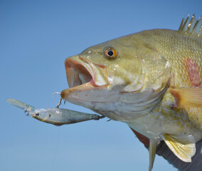 Smallmouth bass with lure
