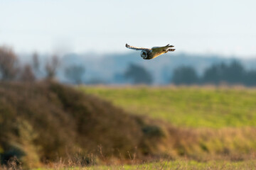 Hibou des marais, Hibou brachyote, Asio flammeus, Short eared Owl, region Pays de Loire; marais...