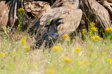 Obraz premium Grand Corbeau,.Corvus corax, Northern Raven, Vautour fauve,.Gyps fulvus, Griffon Vulture, Parc naturel régional des grands causses 48, Lozere, France