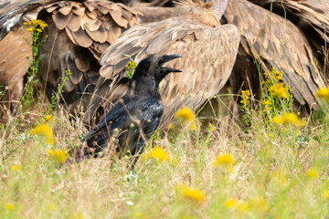 Obraz premium Grand Corbeau,.Corvus corax, Northern Raven, Vautour fauve,.Gyps fulvus, Griffon Vulture, Parc naturel régional des grands causses 48, Lozere, France