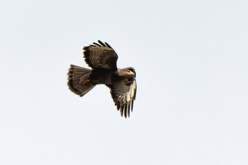 Buse variable,.Buteo buteo, Common Buzzard