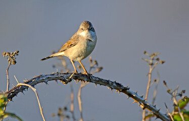 Fauvette grisette,.Curruca communis, Common Whitethroat