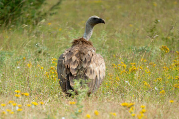 Vautour fauve,.Gyps fulvus, Griffon Vulture, Parc naturel régional des grands causses 48, Lozere, France