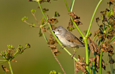 Fauvette grisette,.Curruca communis, Common Whitethroat