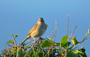 Fauvette grisette,.Curruca communis, Common Whitethroat