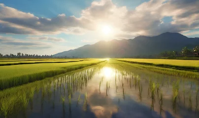Zelfklevend Fotobehang Rice seedling fields, rice plantations © A_A88