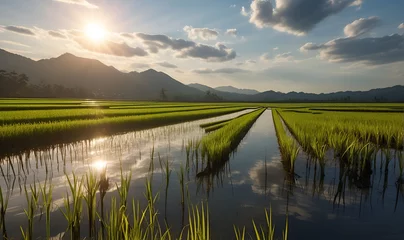 Wandaufkleber Rice seedling fields, rice plantations © A_A88