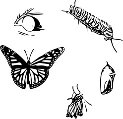 Metamorfosis set of butterflies vector