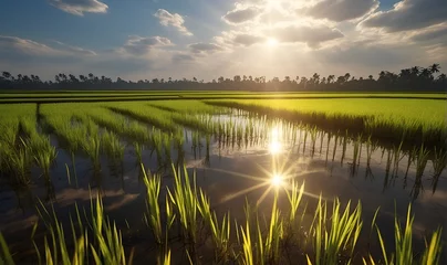 Foto op Canvas Rice seedling fields, rice plantations © A_A88