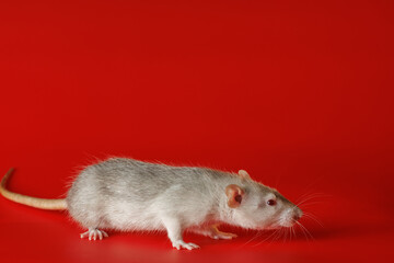 Gray rat isolated on a red background. Close-up portrait of a mouse. The rodent stands on its paws....