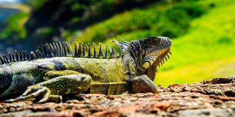Iguana tropical native lizard of the Caribbean in Old San Juan, Puerto Rico, over the Castillo San Cristóbal Fortress
