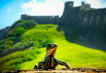 Iguana tropical native lizard of the Caribbean in Old San Juan, Puerto Rico, over the Castillo San...