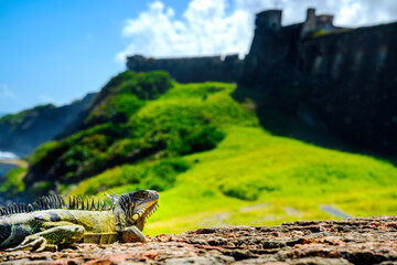 Iguana tropical native lizard of the Caribbean in Old San Juan, Puerto Rico, over the Castillo San...