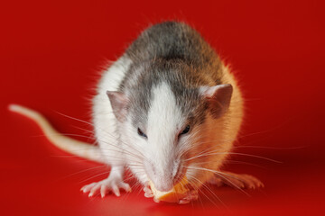 Colored rat isolated on a red background. Close-up portrait of a mouse. A rodent holds a piece of cheese in its paws. Photo for cutting and writing