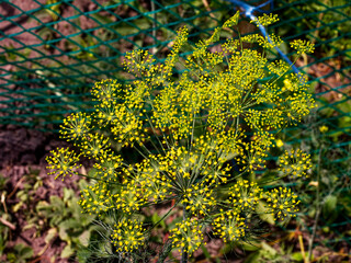 A plant with small, bright yellow flowers on long green stems.