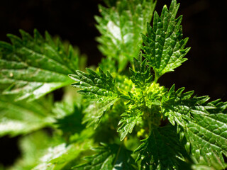 Sunlit green leaves with a detailed texture and complex vein patterns visible.