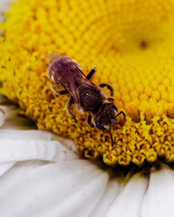 Nature’s Interaction: A close-up view of a bee collecting pollen from a flower, showcasing...