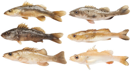 Fish isolated with transparent background