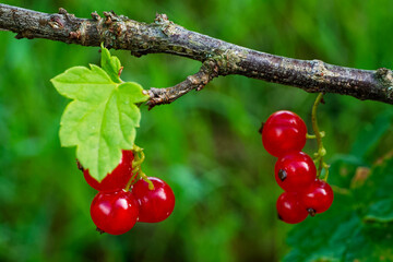 A branch with red berries and green leaves against a blurred green background.