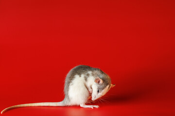 Colored rat isolated on a red background. Close-up portrait of a mouse. The rodent washes itself. Photo for cutting and writing