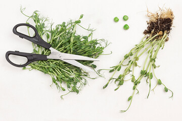 Scissors lie on the cut green pea sprouts.