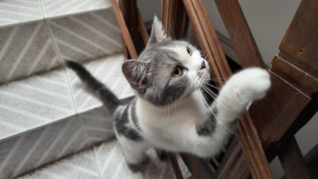 4k slow motion video footage of Cute black and white domestic cat scratches wooden furniture at home on house staircase. Cats scratch behavior to mark their territory.