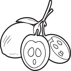 Fruits coloring pages for coloring book. Fruits outline vector