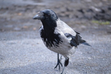 crow on the ground