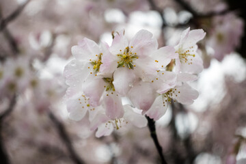 Wiosenne kwiaty rajskiego jabłka.