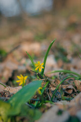 close-up of flowers in the forest. yellow forest flowers. spring forest awakening of nature after winter