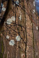 the shadow of a branch on a tree trunk. close up texture of tree trunk. close-up of hornbeam bark texture