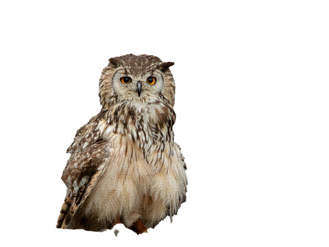 Hibou Grand Duc