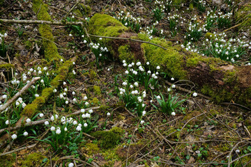 Märzenbecher; Leucojum vernum; spring snowflake; auf der Schwäbischen Alb im Felsental bei Emeringen; Baden Württemberg; Deutschland