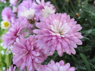 フラワーシーズン