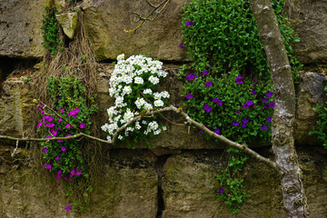 Weinbergmauer mit Blumen bepflanzt