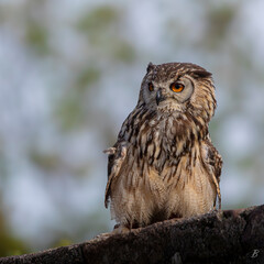 Hibou 1