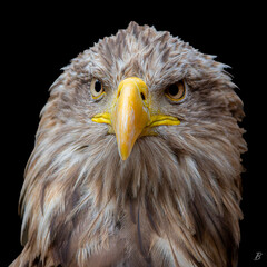 Aigle 1