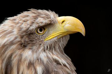 Aigle 4