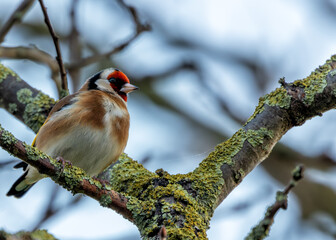 European Goldfinch (Carduelis carduelis) - Found across Europe, Asia & North Africa