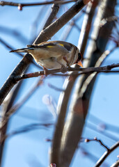European Goldfinch (Carduelis carduelis) - Found across Europe, Asia & North Africa