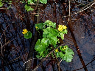 Hyacinth or marsh hyacinth grows in the water in the spring on a small stream. Blooming yellow flower in the water of a forest stream in the spring in a clear transparent water with a quiet current.