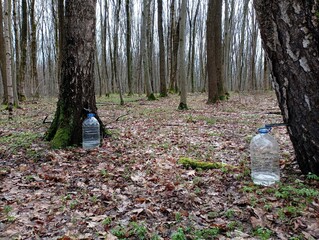 Spring collection of birch sap in the forest. There are plastic cans near the birch trees into...