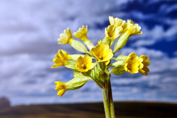 close-up of a spring blooming primrose flower