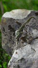 Green lizard on a rock