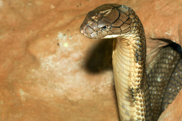 Close up head king cobra is dangerous snake in hold